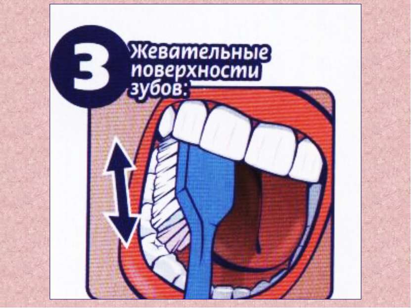 Рабочая тетрадь схематическое изображение зубов