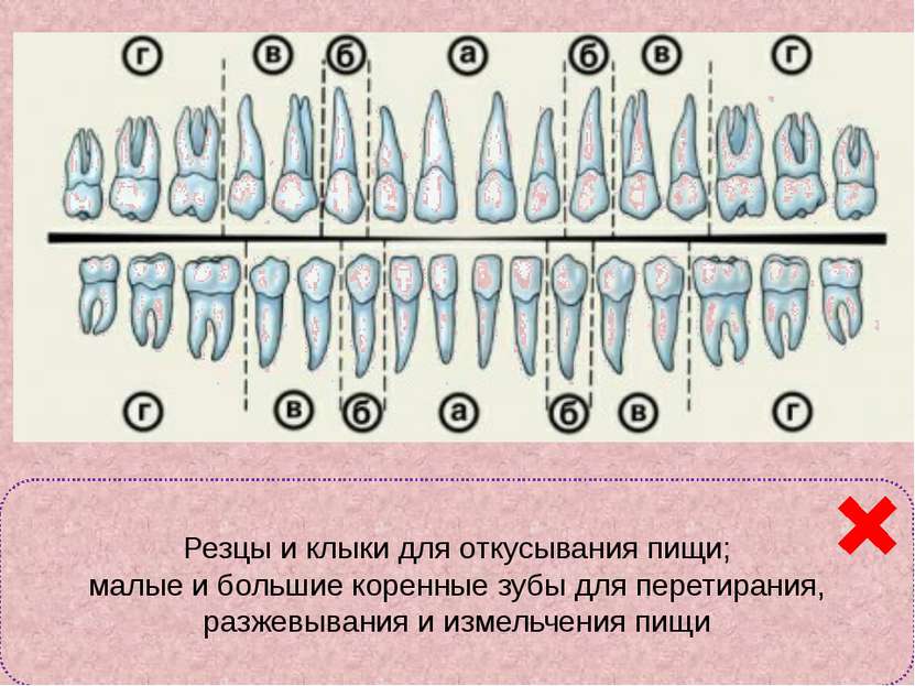 Классификация зубов а – резцы; б – клыки; в- малые коренные; г – большие коре...