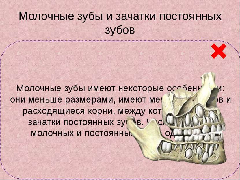Молочные зубы и зачатки постоянных зубов Молочные зубы имеют некоторые особен...