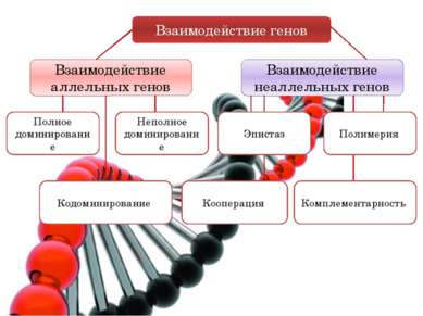 Взаимодействие генов Взаимодействие аллельных генов Взаимодействие неаллельны...