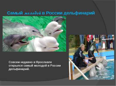 Совсем недавно в Ярославле открылся самый молодой в России дельфинарий. Самый...