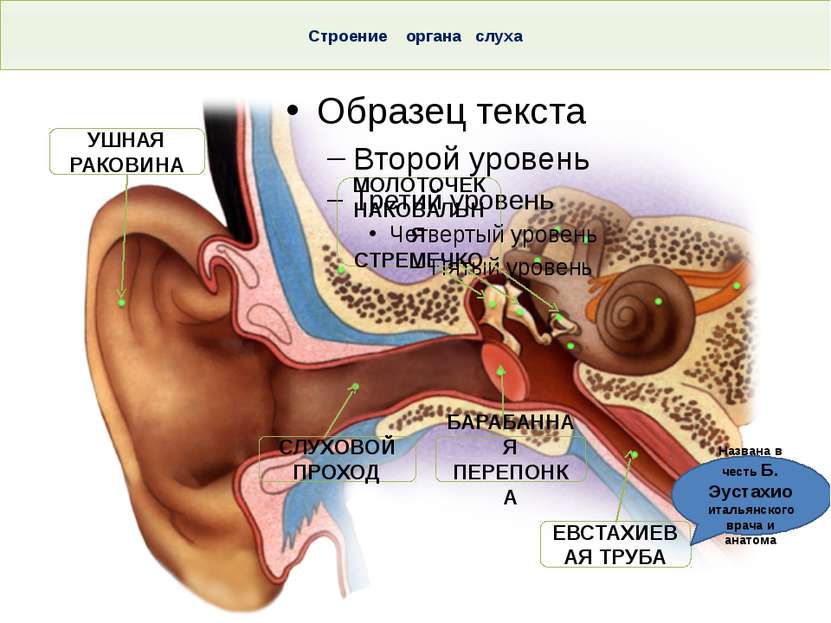 Строение органа слуха Тема. Строение и функции слухового анализатора. Гигиена...