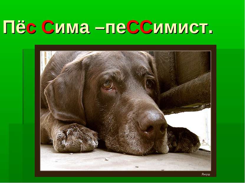 Пёс Сима –пеССимист.