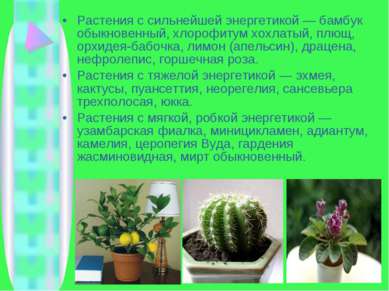 Растения с сильнейшей энергетикой — бамбук обыкновенный, хлорофитум хохлатый,...