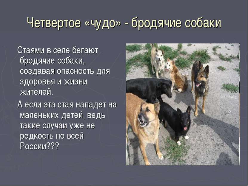 Четвертое «чудо» - бродячие собаки Стаями в селе бегают бродячие собаки, созд...