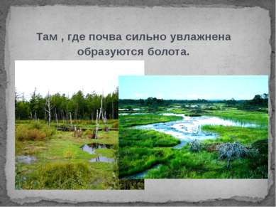Там , где почва сильно увлажнена образуются болота.