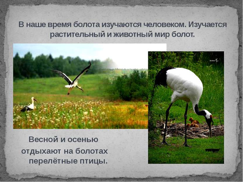 Весной и осенью отдыхают на болотах перелётные птицы. В наше время болота изу...