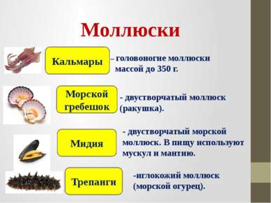 – головоногие моллюски массой до 350 г. Моллюски Кальмары Морской гребешок Ми...