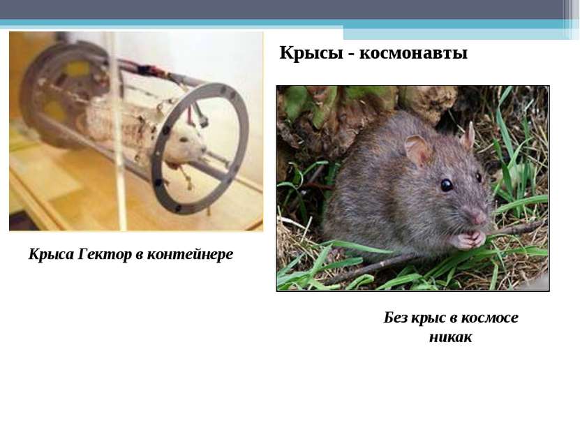 Без крыс в космосе никак Крыса Гектор в контейнере Крысы - космонавты
