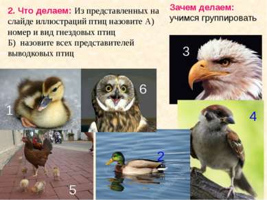 2. Что делаем: Из представленных на слайде иллюстраций птиц назовите А) номер...