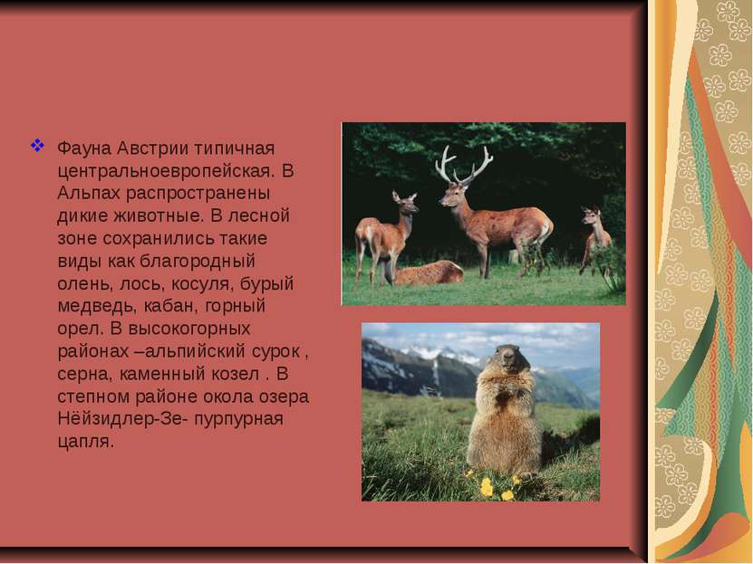 Фауна Австрии типичная центральноевропейская. В Альпах распространены дикие ж...