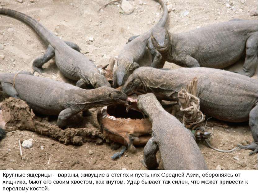 Крупные ящерицы – вараны, живущие в степях и пустынях Средней Азии, обороняяс...