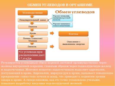 ОБМЕН УГЛЕВОДОВ В ОРГАНИЗМЕ Регулируется углеводный обмен нервной системой пр...