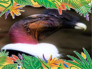 Самая крупная птица – андский кондор Самцы в среднем весят 9-12 кг при размах...