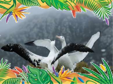 Самый большой размах крыльев – у странствующего альбатроса.   размах крыльев ...
