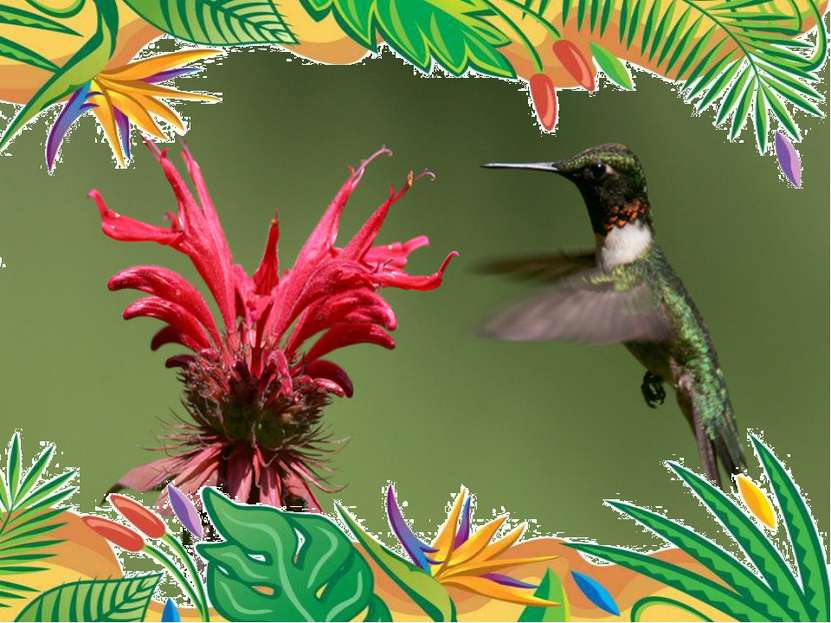Самая маленькая птица - колибри-пчёлка. весят 1,6 г, длина равна 5,7 см. птич...