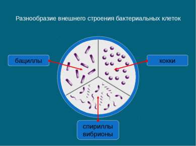 Разнообразие внешнего строения бактериальных клеток спириллы вибрионы бациллы...