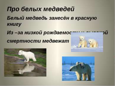 Про белых медведей Белый медведь занесён в красную книгу Из –за низкой рождае...