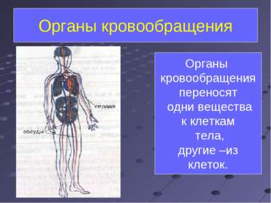 Органы кровообращения Органы кровообращения переносят одни вещества к клеткам...