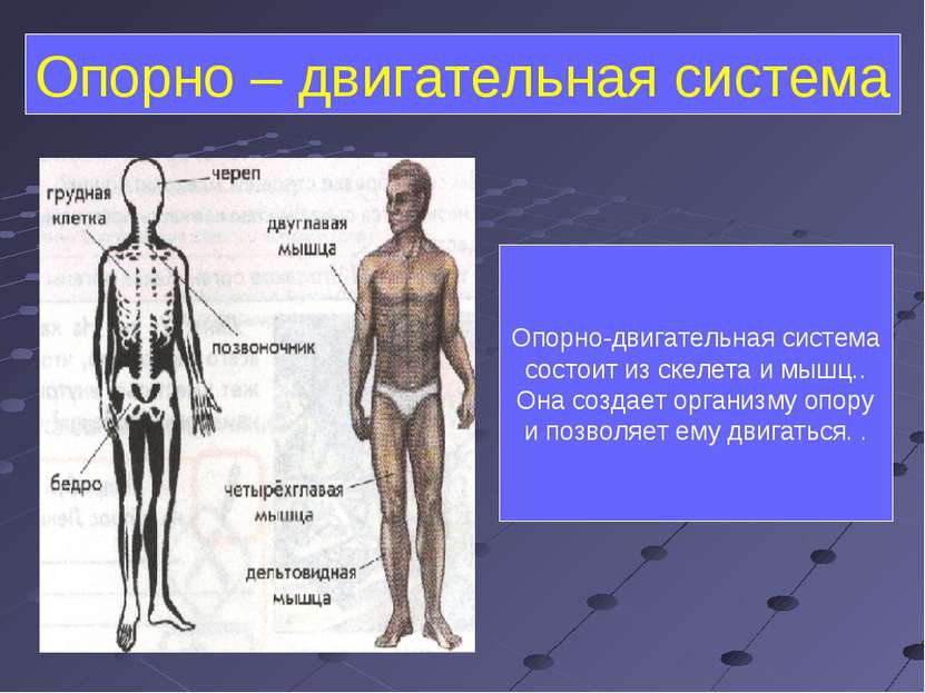 Опорно – двигательная система Опорно-двигательная система состоит из скелета ...