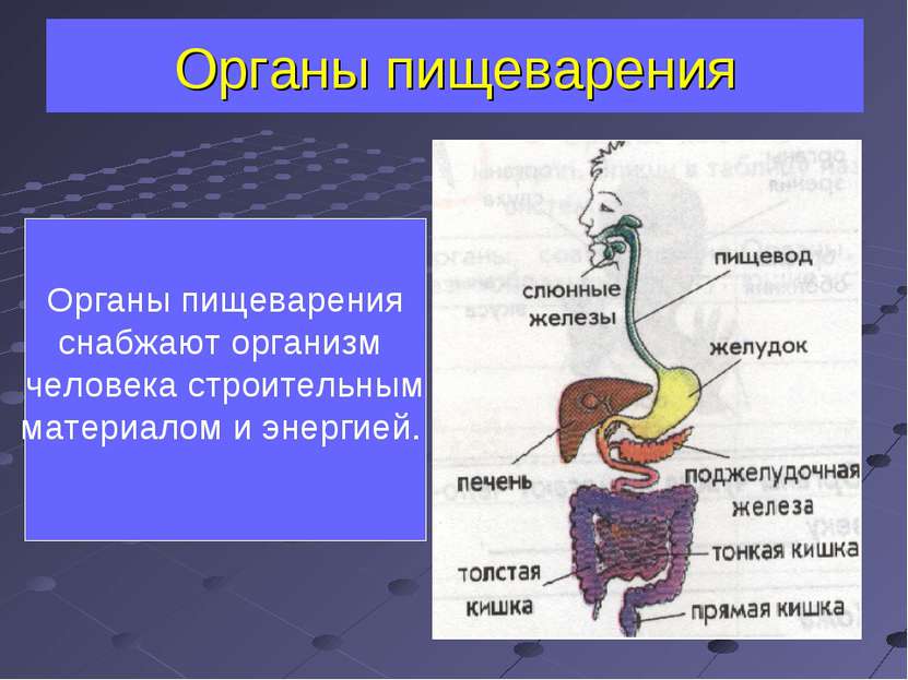 Органы пищеварения Органы пищеварения снабжают организм человека строительным...