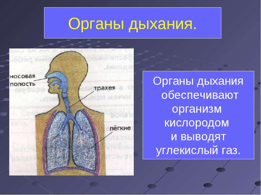 Органы дыхания. Органы дыхания обеспечивают организм кислородом и выводят угл...