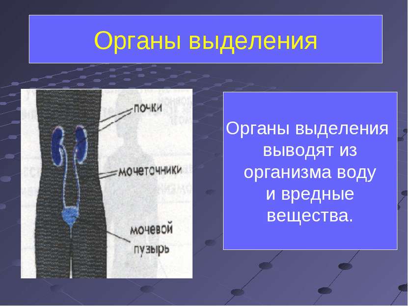 Органы выделения Органы выделения выводят из организма воду и вредные вещества.