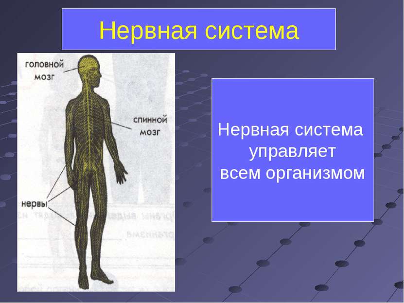 Нервная система управляет всем организмом Нервная система