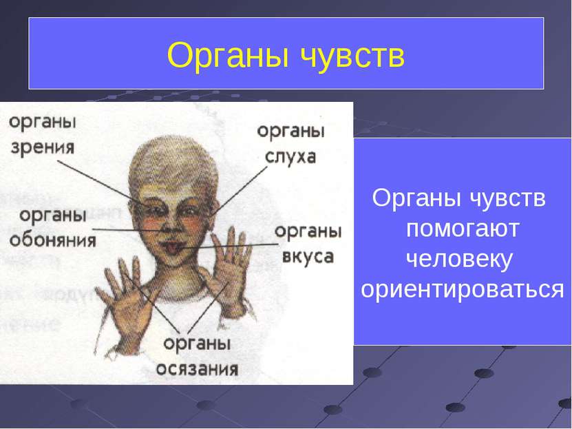 Органы чувств Органы чувств помогают человеку ориентироваться