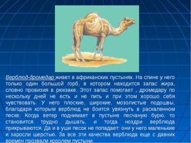 Верблюд-дромедар живет в африканских пустынях. На спине у него только один бо...