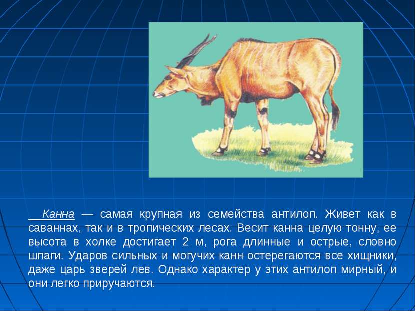 Канна — самая крупная из семейства антилоп. Живет как в саваннах, так и в тро...