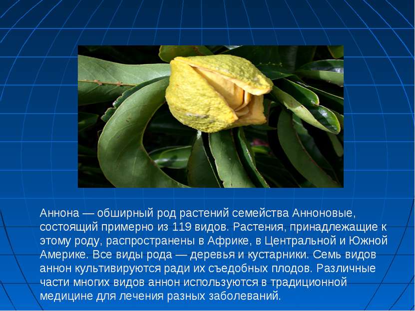 Аннона — обширный род растений семейства Анноновые, состоящий примерно из 119...