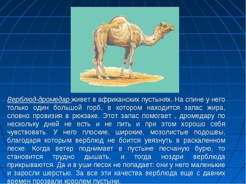 Верблюд-дромедар живет в африканских пустынях. На спине у него только один бо...