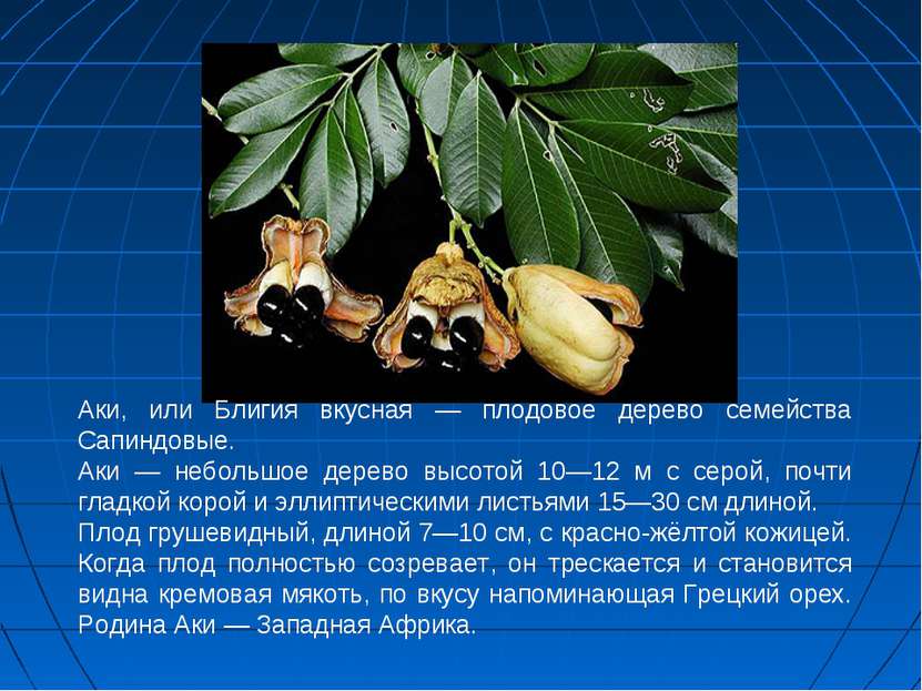 Аки, или Блигия вкусная — плодовое дерево семейства Сапиндовые. Аки — небольш...