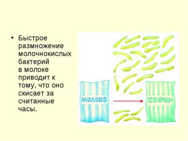 Быстрое размножение молочнокислых бактерий в молоке приводит к тому, что оно ...