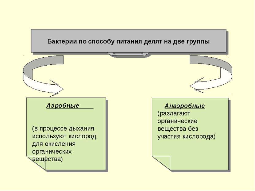 Бактерии по способу питания делят на две группы Анаэробные (разлагают органич...