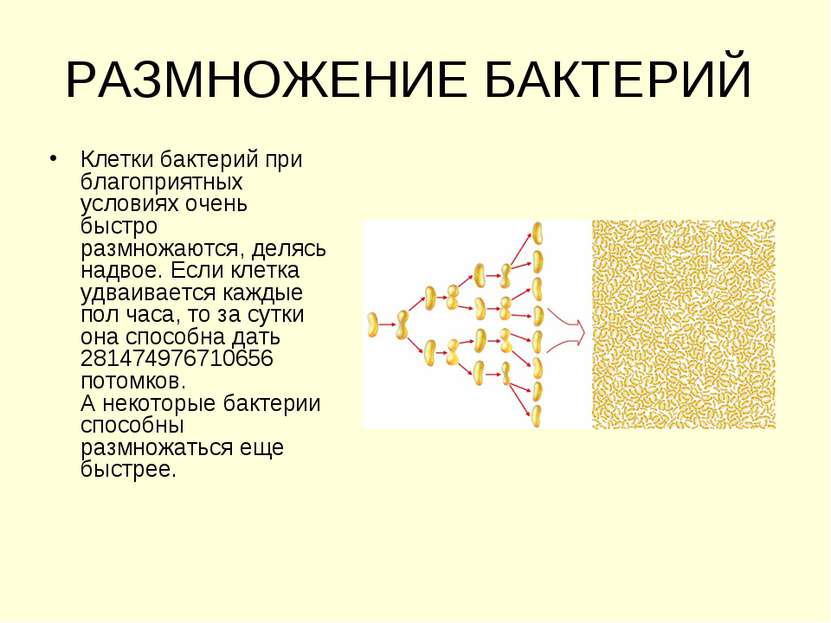 РАЗМНОЖЕНИЕ БАКТЕРИЙ Клетки бактерий при благоприятных условиях очень быстро ...