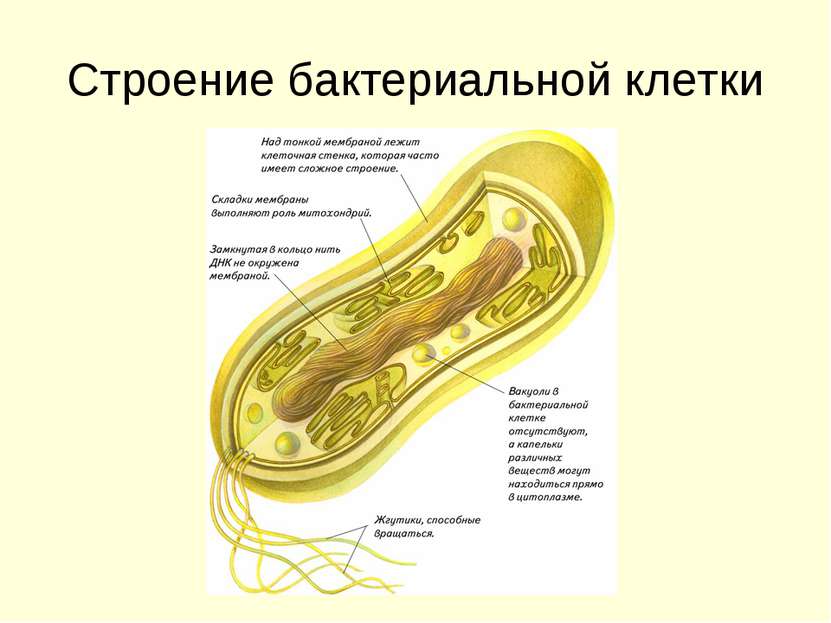 Строение бактериальной клетки