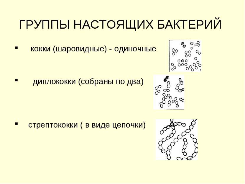 ГРУППЫ НАСТОЯЩИХ БАКТЕРИЙ кокки (шаровидные) - одиночные диплококки (собраны ...