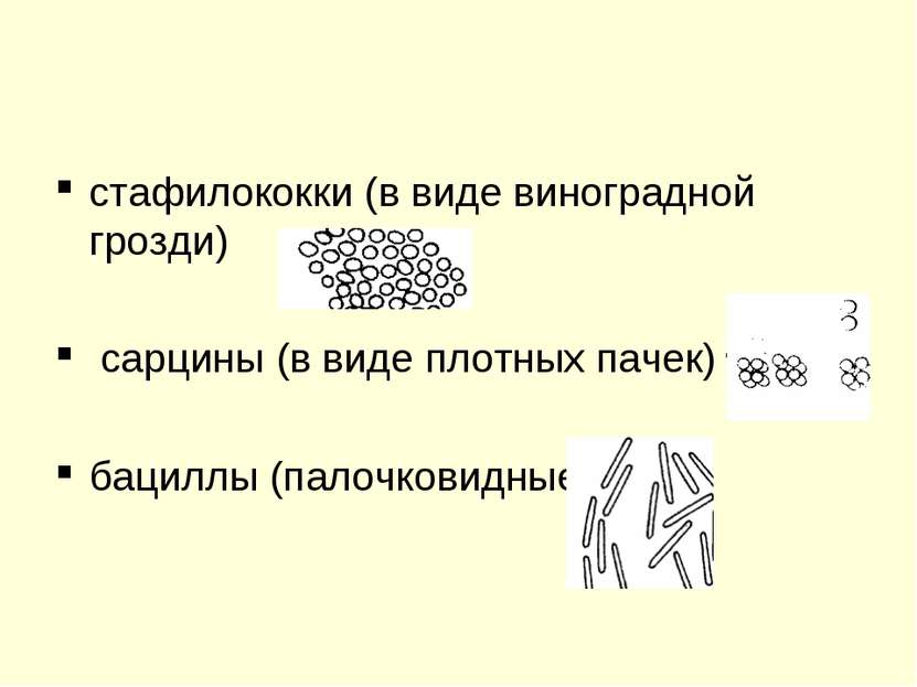 стафилококки (в виде виноградной грозди) сарцины (в виде плотных пачек) бацил...