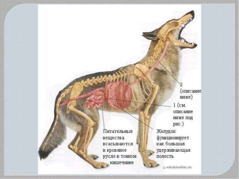 Пищевод собаки. Строение собаки внутренние органы немецкая овчарка. Анатомия пищеварительной системы собаки. Где какие органы находятся у собаки. Анатомия органов немецкой овчарки.
