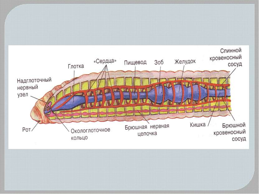 Внутреннее строение кольчатых. Тип кольчатые черви строение. Кольчатые черви строение пищеварительной системы. Пищеварительная система кольчатых червей схема. Тип пищеварительной системы у кольчатых червей.