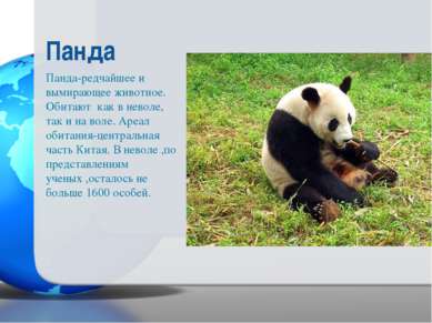 Панда-редчайшее и вымирающее животное. Обитают как в неволе, так и на воле. А...