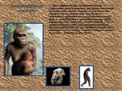Australopithecus afarensis Вост. Африка, 4-3 млн. лет назад. Этот вид существ...