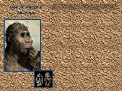 Kenyanthropus platyops В 1999 году в Кении, на западном берегу озера Туркана,...