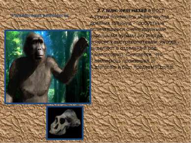 Paranthropus aethiopicus  2.7 млн. лет назад в Вост. Африке появилась новая г...