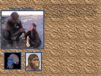 Homo habilis 2.4 - 1.5 млн. лет назад, Вост. Африка. Объем черепа около 670 к...