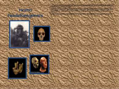 Homo heidelbergensis К этому виду обычно относят формы, переходные между H.er...