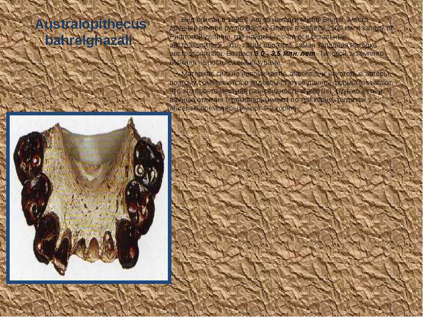Australopithecus bahrelghazali Вид описан в 1995 г. Автор находки Michel Brun...