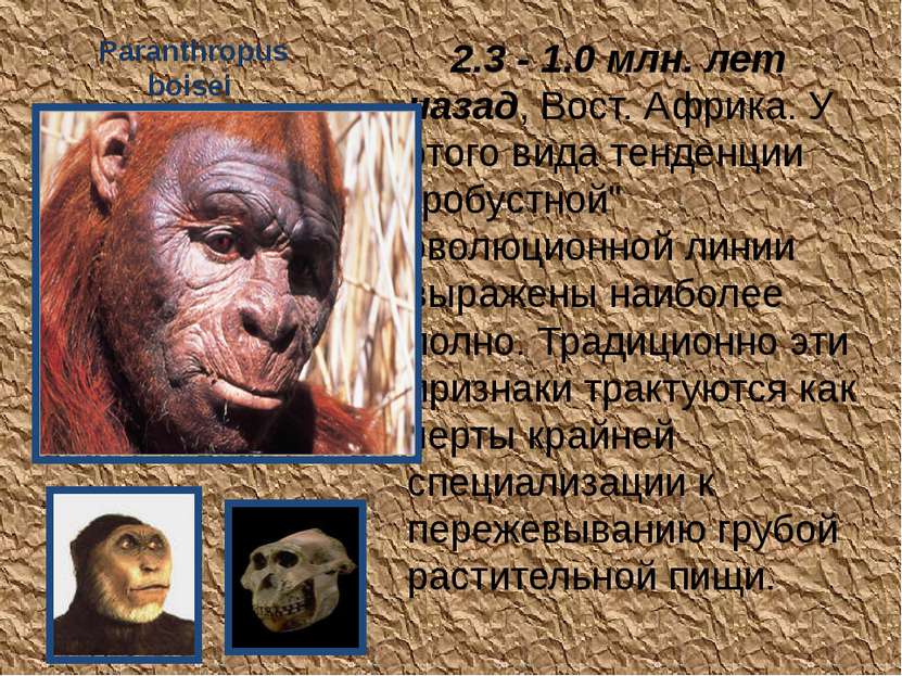 Paranthropus boisei 2.3 - 1.0 млн. лет  назад, Вост. Африка. У этого вида тен...
